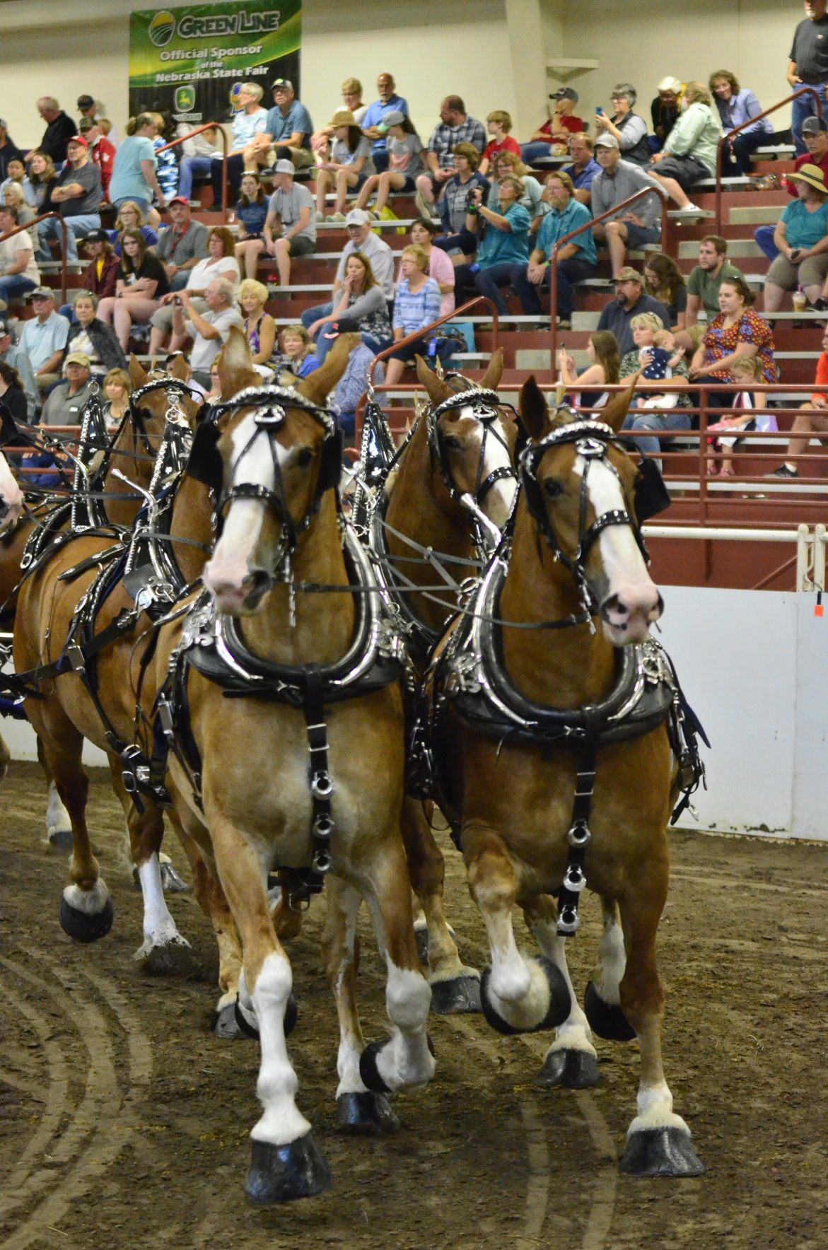 8-25-19 Draft Horse Hitch Final (112).JPG